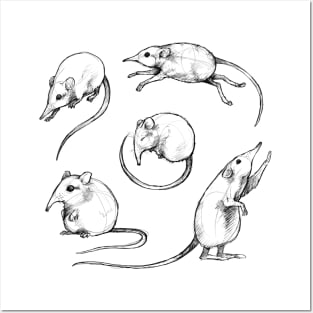 Sketches of an Elephant Shrew Posters and Art